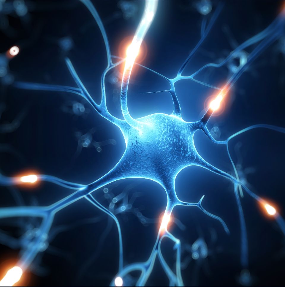 Wpływ oscylacji neuronalnych na procesy percepcyjne. Znaczenie interakcji pomiędzy oscylacjami alfa w korze wzrokowej a stanem czynnościowym sieci połączeń mózgowych dla poprawności percepcji
