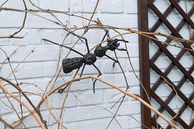 Żelazna mrówka wspinająca się po białej, ceglanej ścianie między suchymi gałęziami