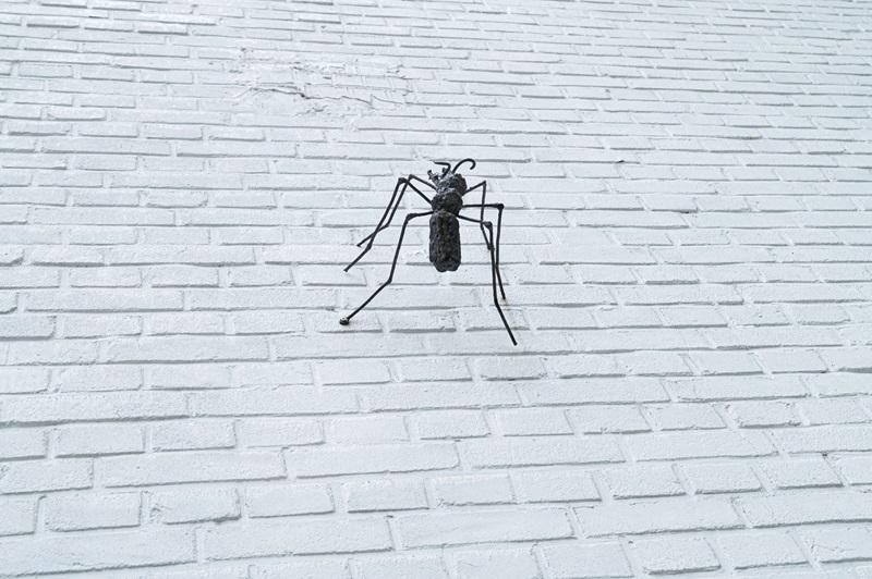 Żelazna mrówka wspinająca się po białej, ceglanej ścianie